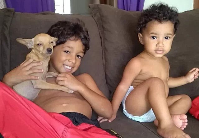 Cão sofre parada cardíaca após ouvir barulho de fogos de artifício