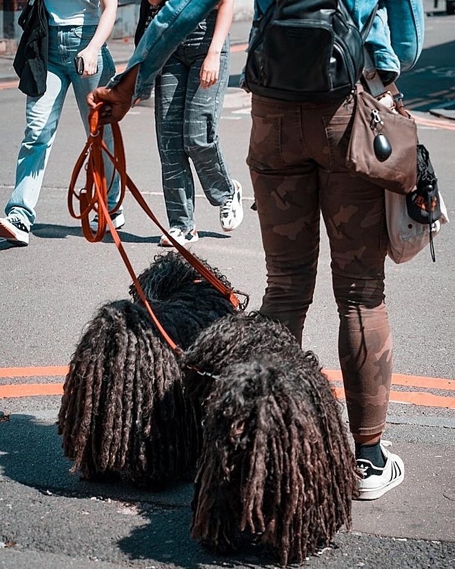 Pelagens de cachorro semelhante à “dreads” fazem sucesso nas ruas 