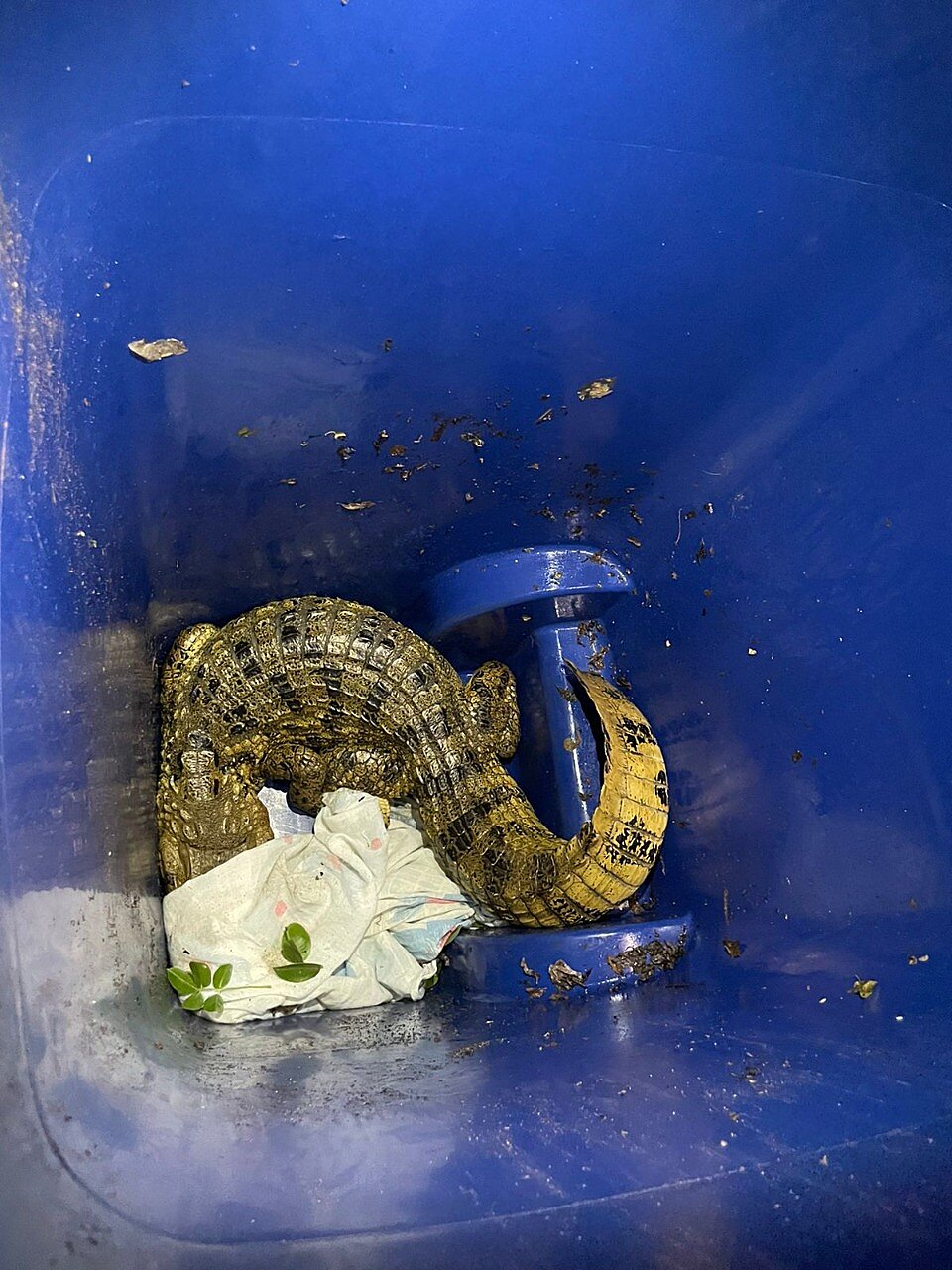 Bombeiros resgataram jacaré de quintal 