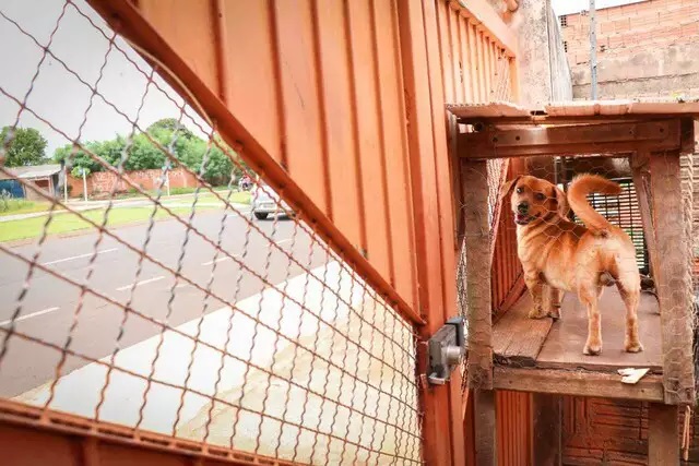 Cachorro fofoqueiro tem ajuda de tutor para acompanhar a vida dos outros na  rua