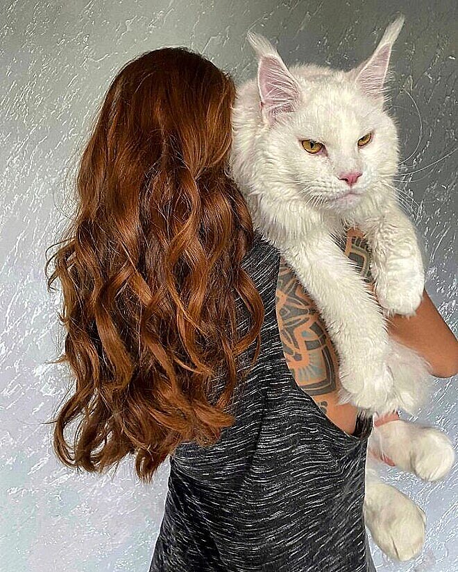 Gato “gigante” chama atenção de internautas
