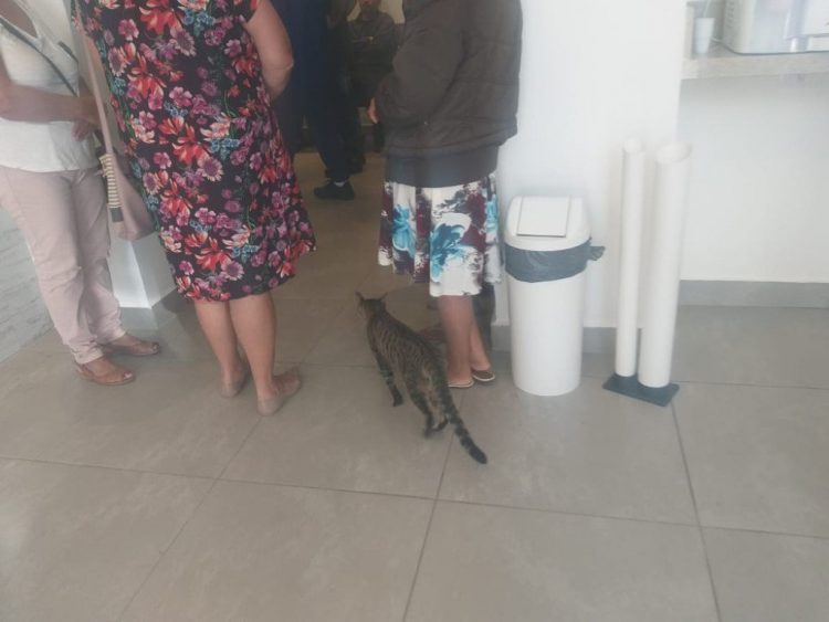 Gatinha foge de casa para ir no funeral de criança que salvou sua vida