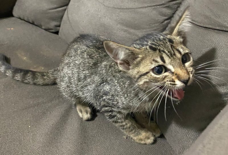 Gato é adotado após ficar preso no motor de carro