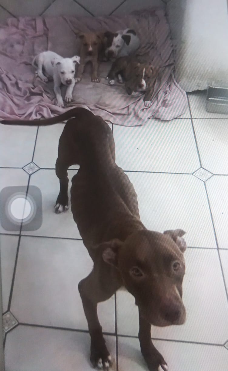 Animais com fome e desnutridos.