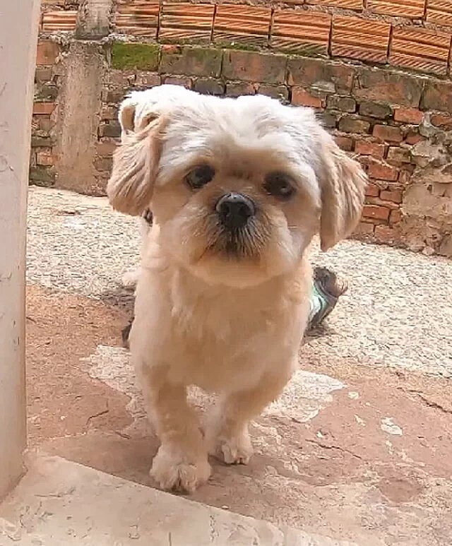 Tutora comprova com DNA identidade de cachorro sequestrado