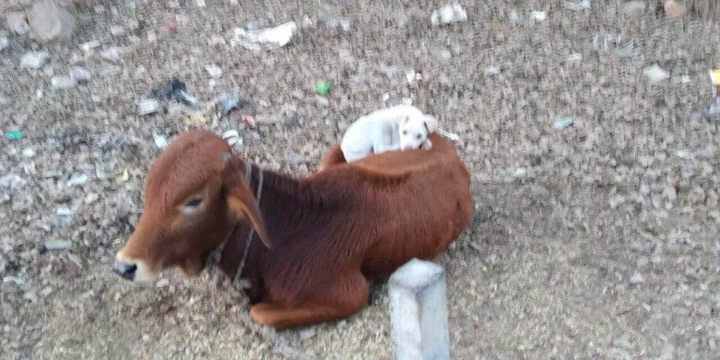 Cachorrinho vê vaca tirando soneca e deita em cima do animal 