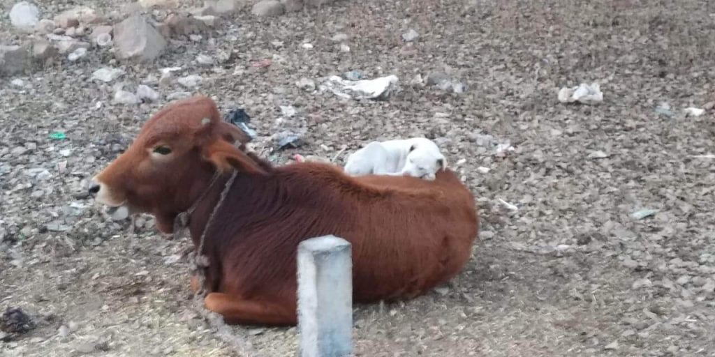 Cachorro cansado resolve se juntar a vaca para tirar soneca