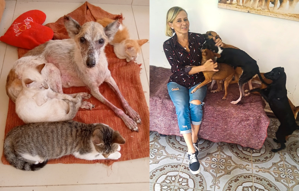 Abrigo de animais passa por sufoco após precisar deixar sítio que abriga cerca de 300 animais: "É desanimador" 