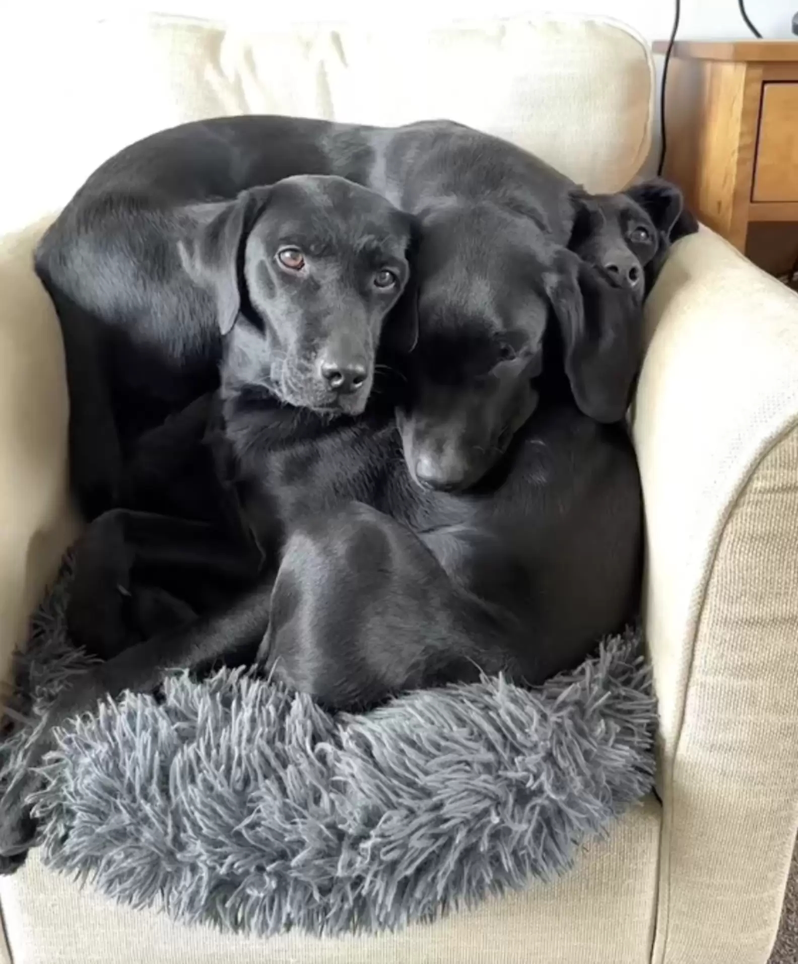 Imagem de cachorros causa ilusão de ótica e intriga a web: quantos cães têm ali?