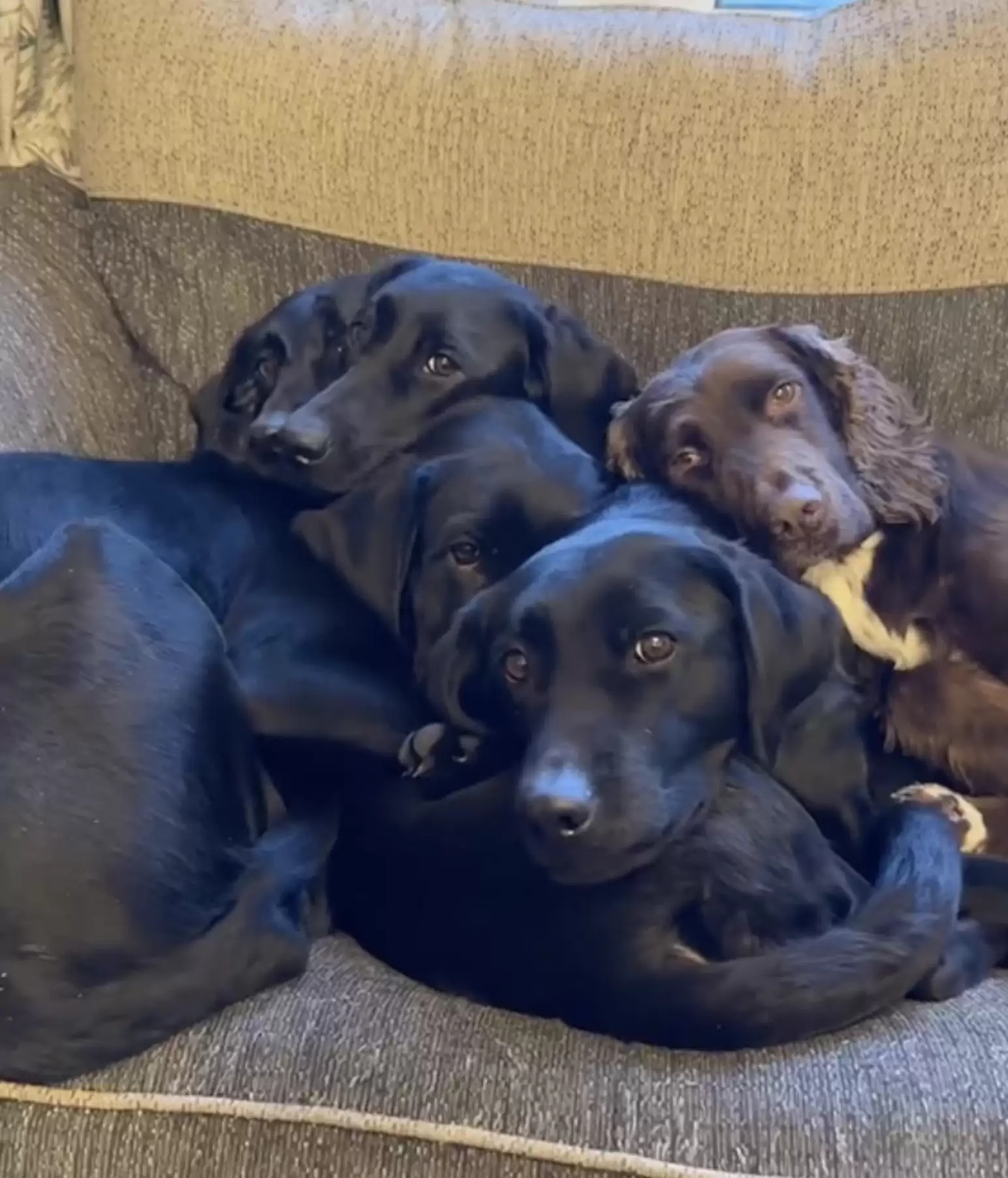 Cachorros causam ilusão de ótica e intriga a web: quantos cães têm ali?