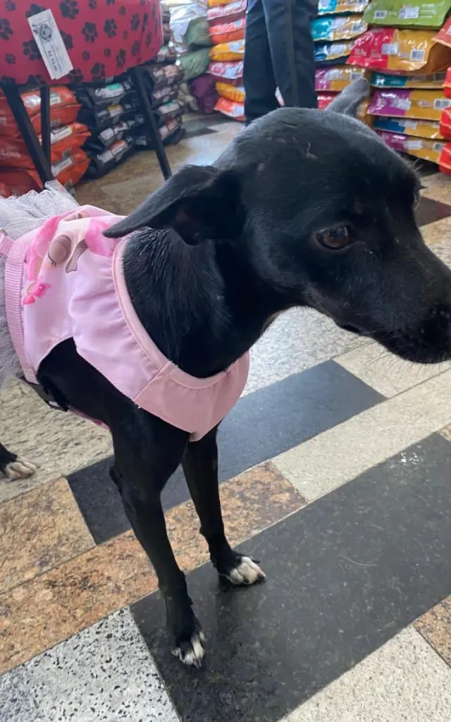 Cadela desaparecida é encontrada depois de mais de 20 dias de buscas; saiba o que aconteceu