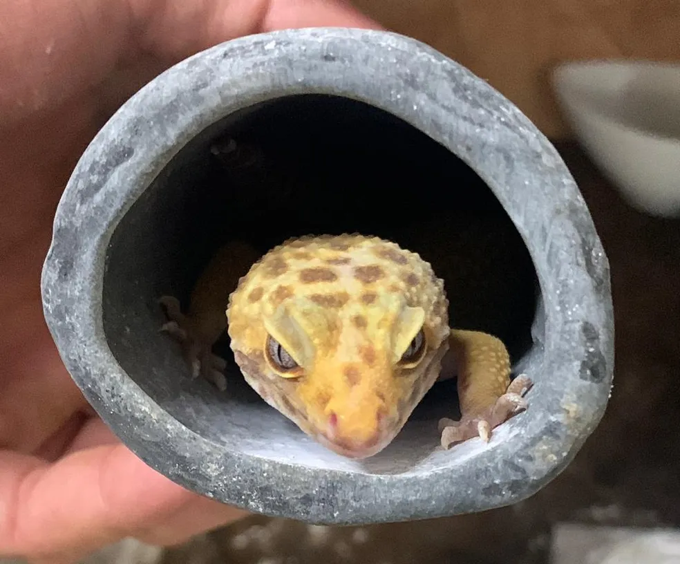 Na ação, foram apreendidos diversos lagartos da espécie Pogona, naturais do deserto australiano, e do gecko leopardo, originário da Ásia. Foto: Divulgação/Polícia Civil
