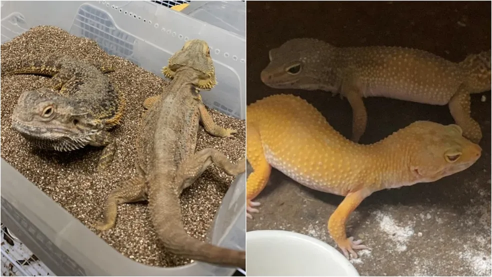 envolvido com o tráfico interestadual de animais silvestres. Foto: Divulgação/Polícia Civil