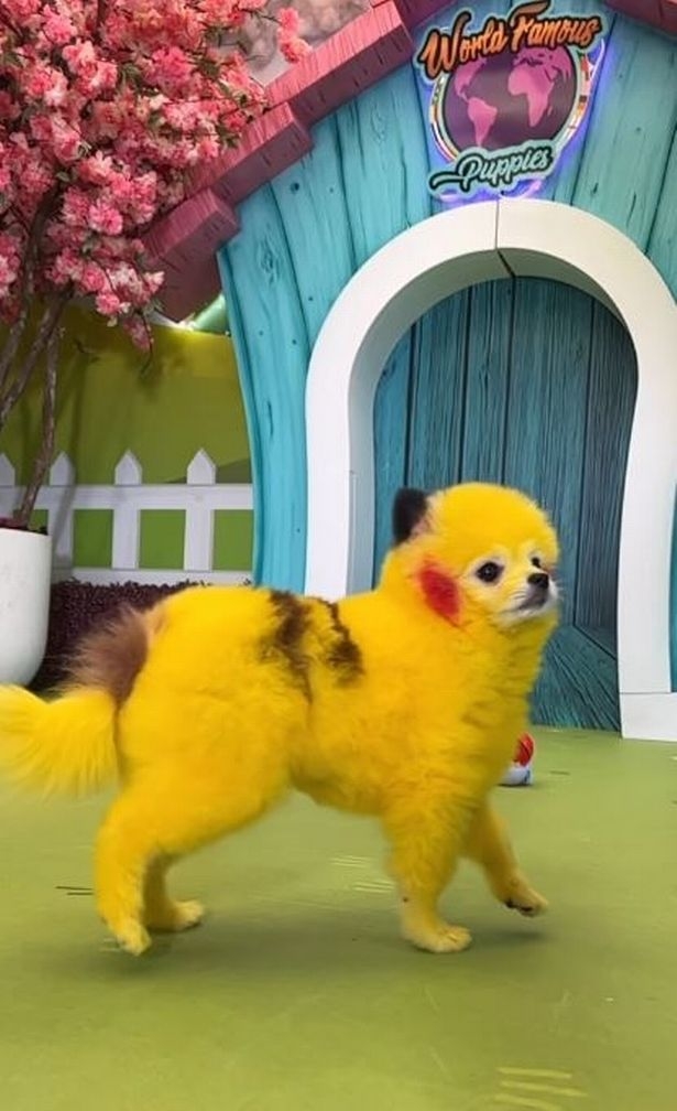 Homem pinta cão para fica parecido com Pikachu, recebe multa e se revolta: "Vivemos num país livre"