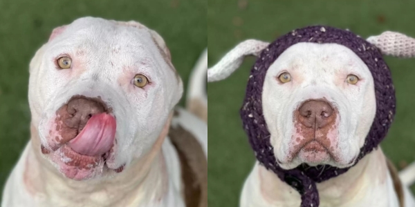 Pit bull sem orelhas conta com ajuda de funcionários para solucionar problema; confira fotos