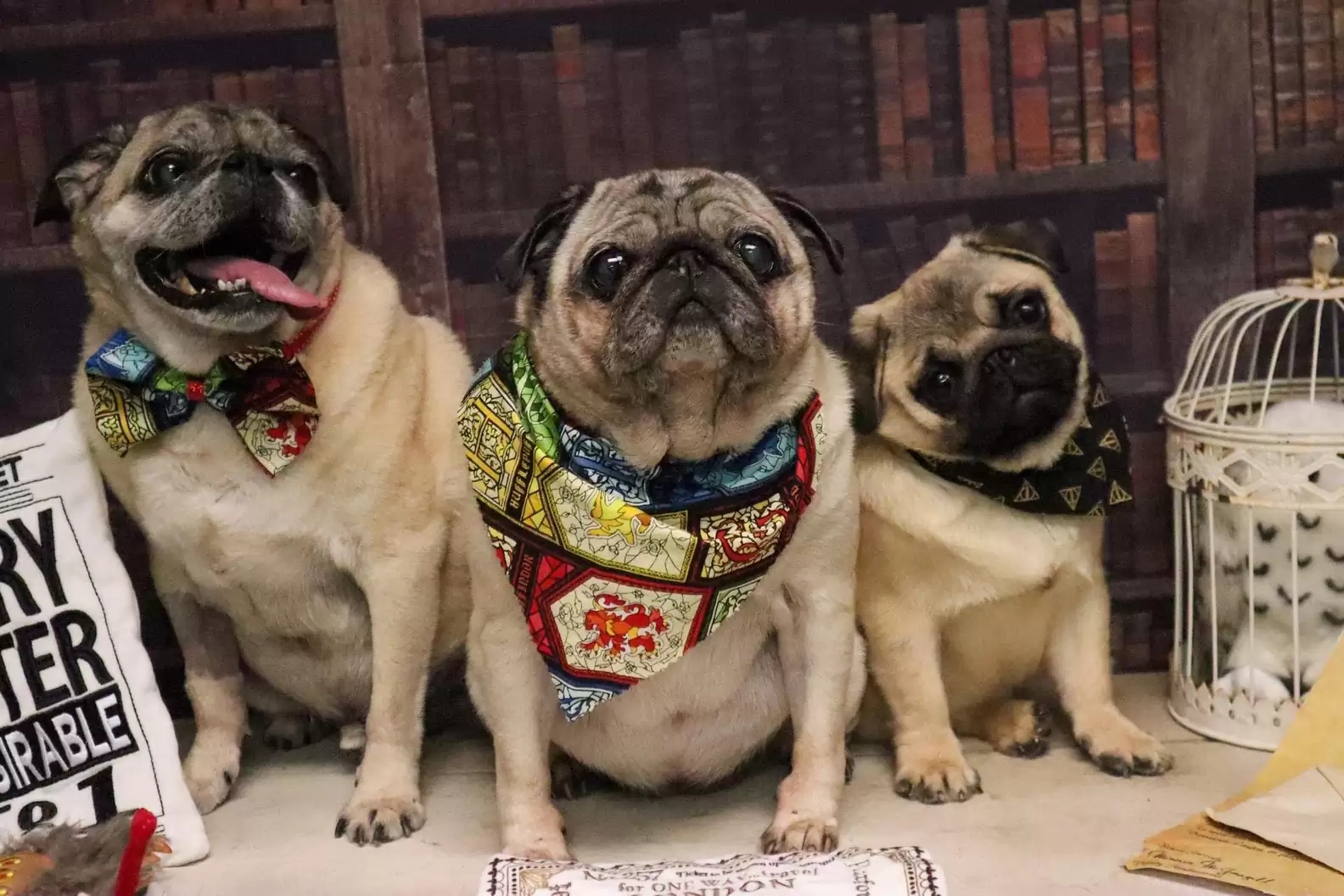 Apaixonada por si mesma, pug fica obcecada por objeto que se parece com ela