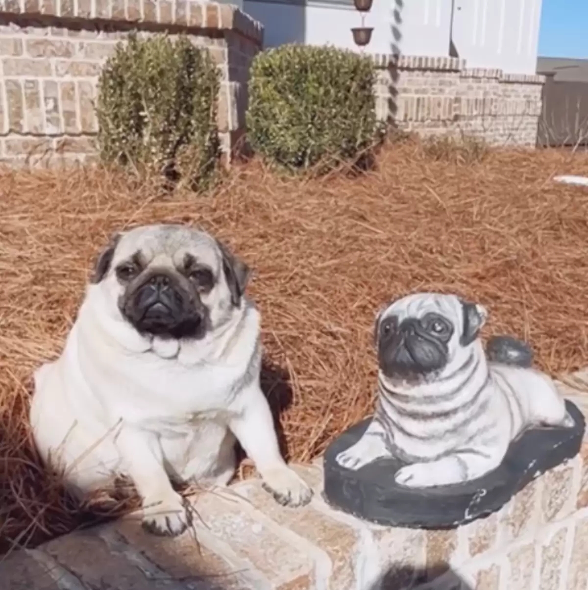 Apaixonada por si mesma, pug fica obcecada por objeto que se parece com ela; confirma imagens 