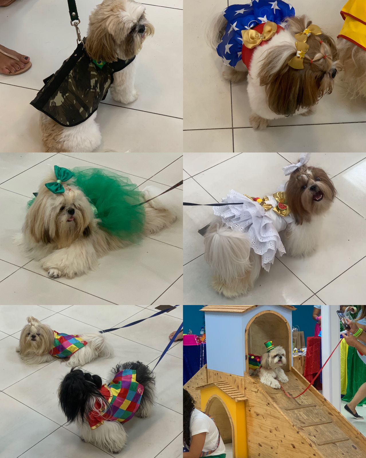 Shopping de Salvador vira circuito de Carnaval para pets neste domingo (29); saiba detalhes