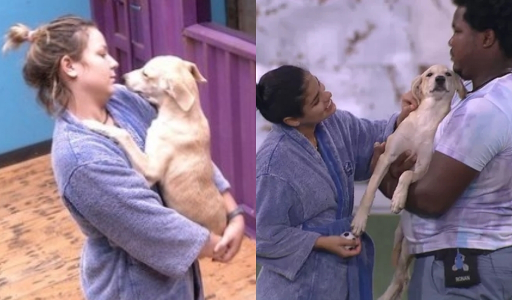 BBB: Três cães já passaram pela casa mais vigiada do Brasil