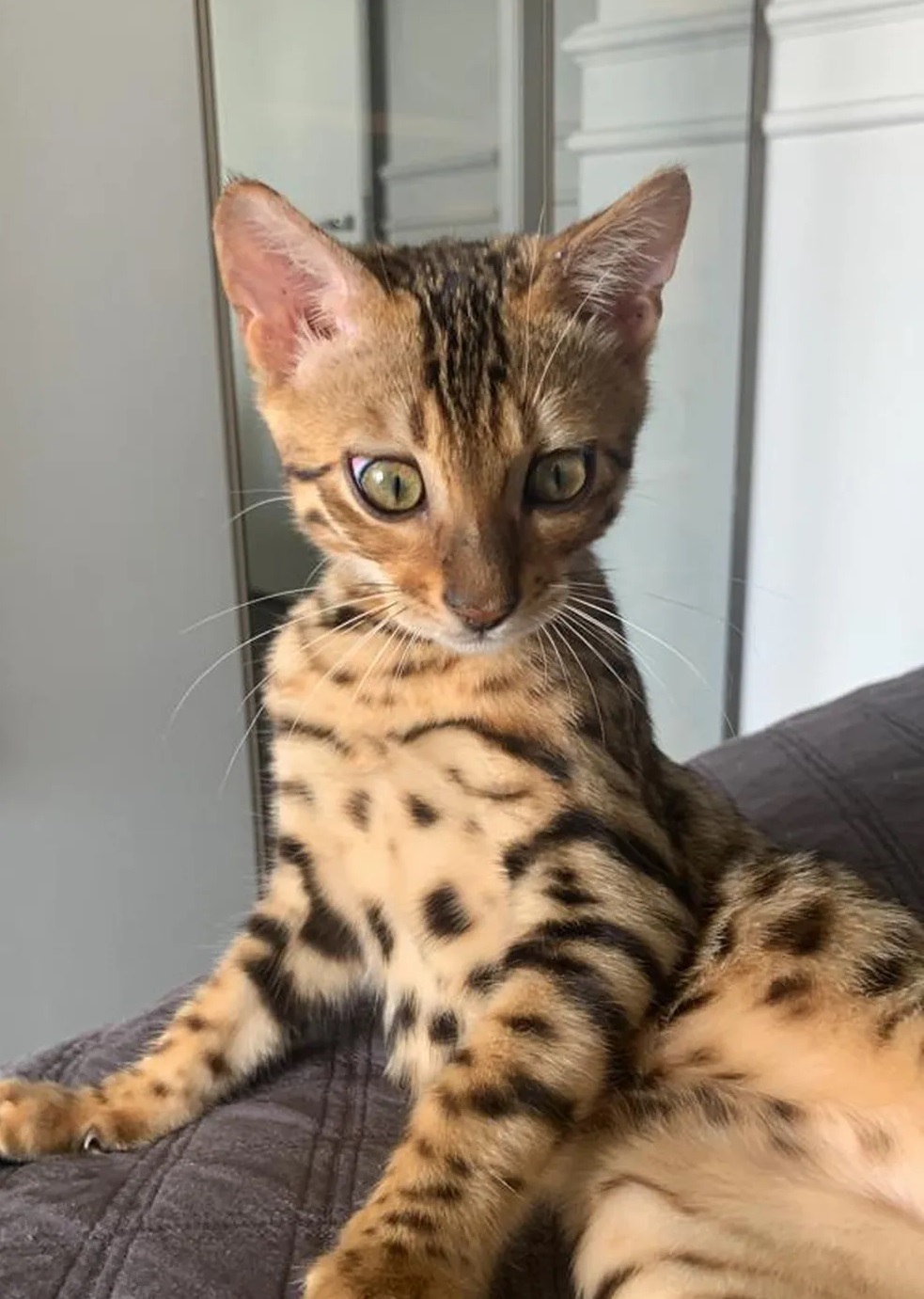 Gata de estimação da raça Bengal — Foto: Redes Sociais / Reprodução