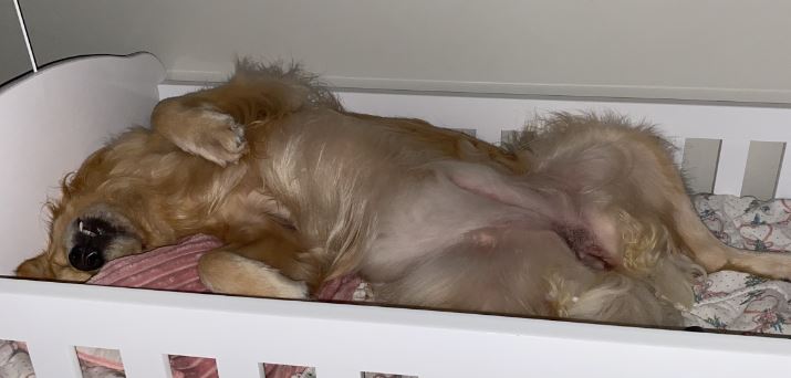 Reprodução// TikTok @suh.bartho