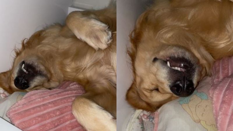 Reprodução// TikTok @suh.bartho