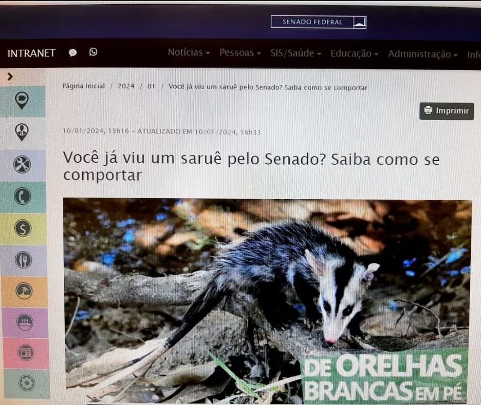 informe do senado 