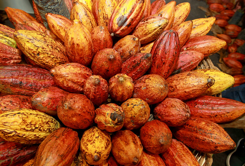 Cacau é um dos principais ativos da Bahia (Fernando Vivas/GOVBA)