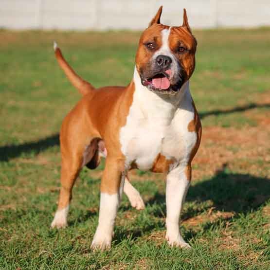 American staffordshire terrier