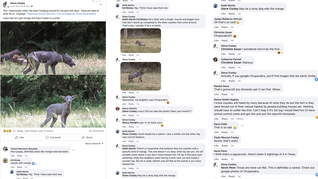 Animal desconhecido intriga vizinhança após visitas frequentes em quintais e suspeita é levantada