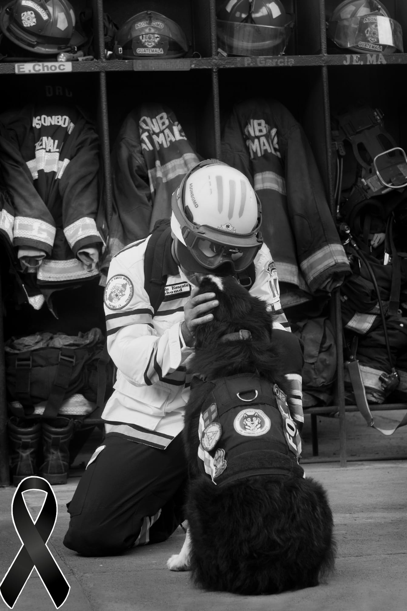 Bombeiros homenageiam cachorro atropelado em treinamento