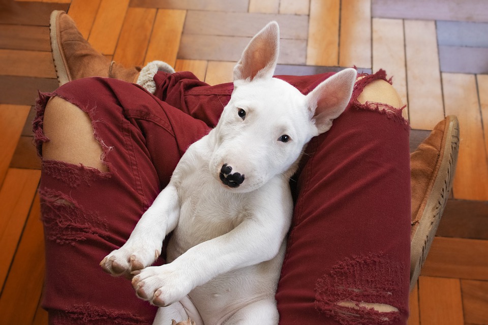 Bull terrier