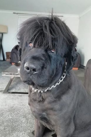 Cachorro emo? Corte de cabelo de cão surpreende tutor e diverte web