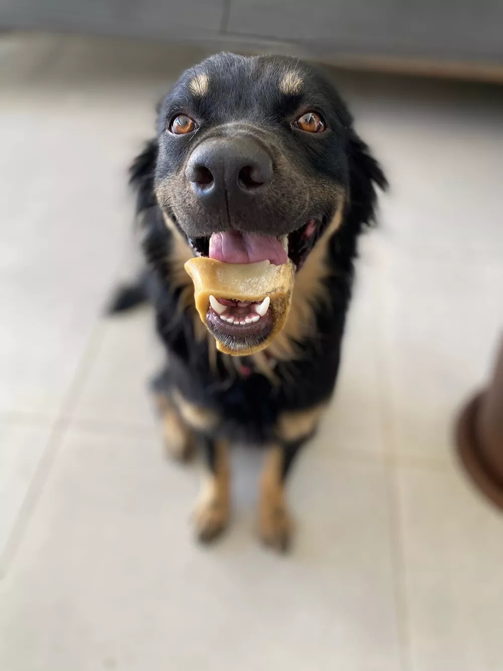 Cachorro fica em apuros após prender osso na boca e veterinária toma atitude exemplar para ajudá-lo; 
