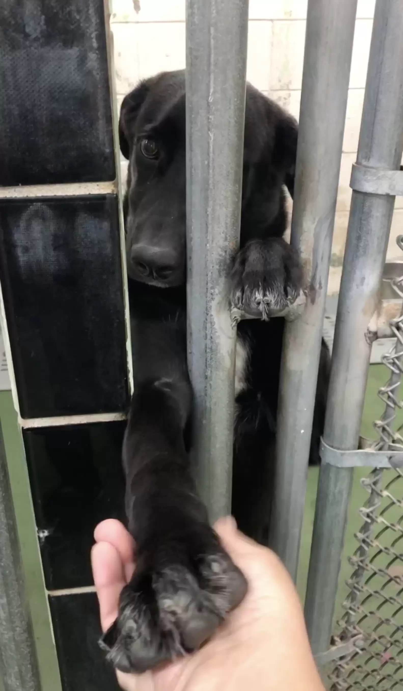 Cadela encontra forma para se destacar em abrigo de animais
