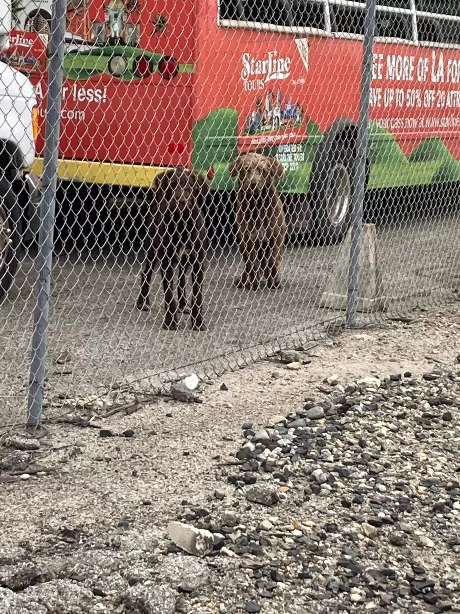 Cães abandonados passam uma semana em trilhos de trem esperando tutores voltarem