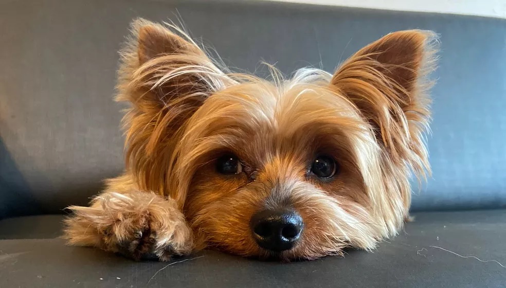 Casal de pit bulls partem pra cima de família em passeio e matam yorkshire