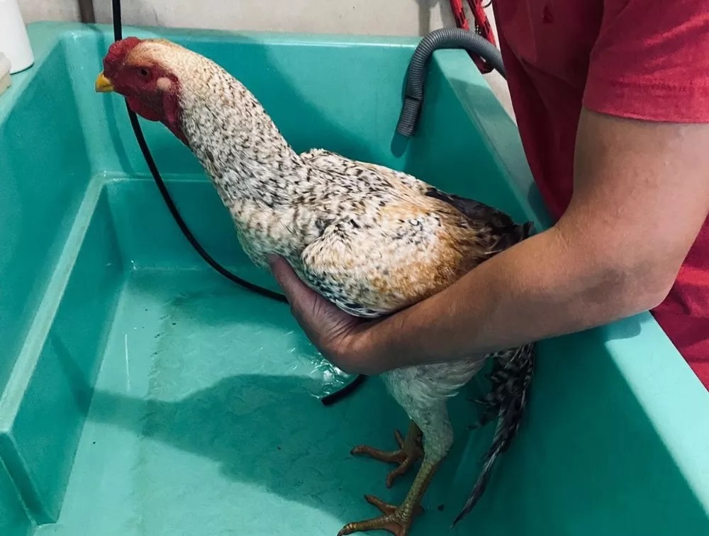 Galo viraliza nas redes sociais após receber tratamento vip em pet shop