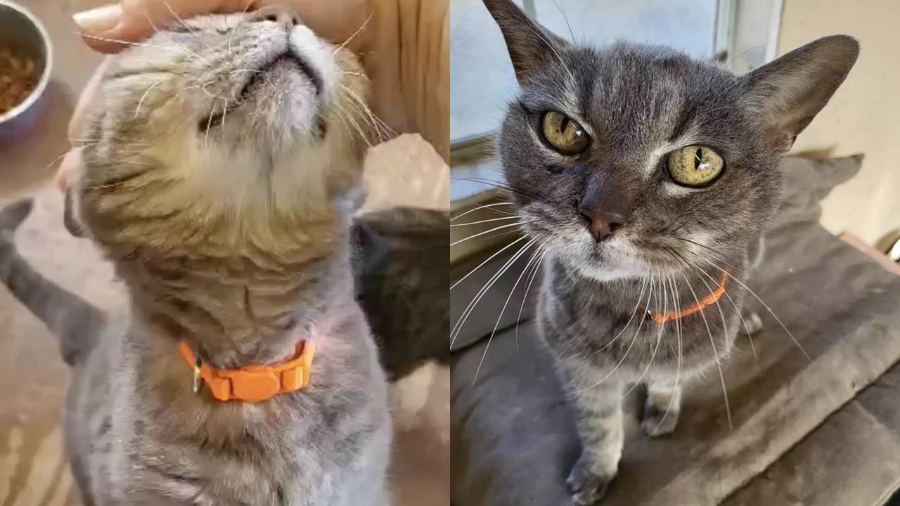 Gata resgatado reage ao colocar coleira