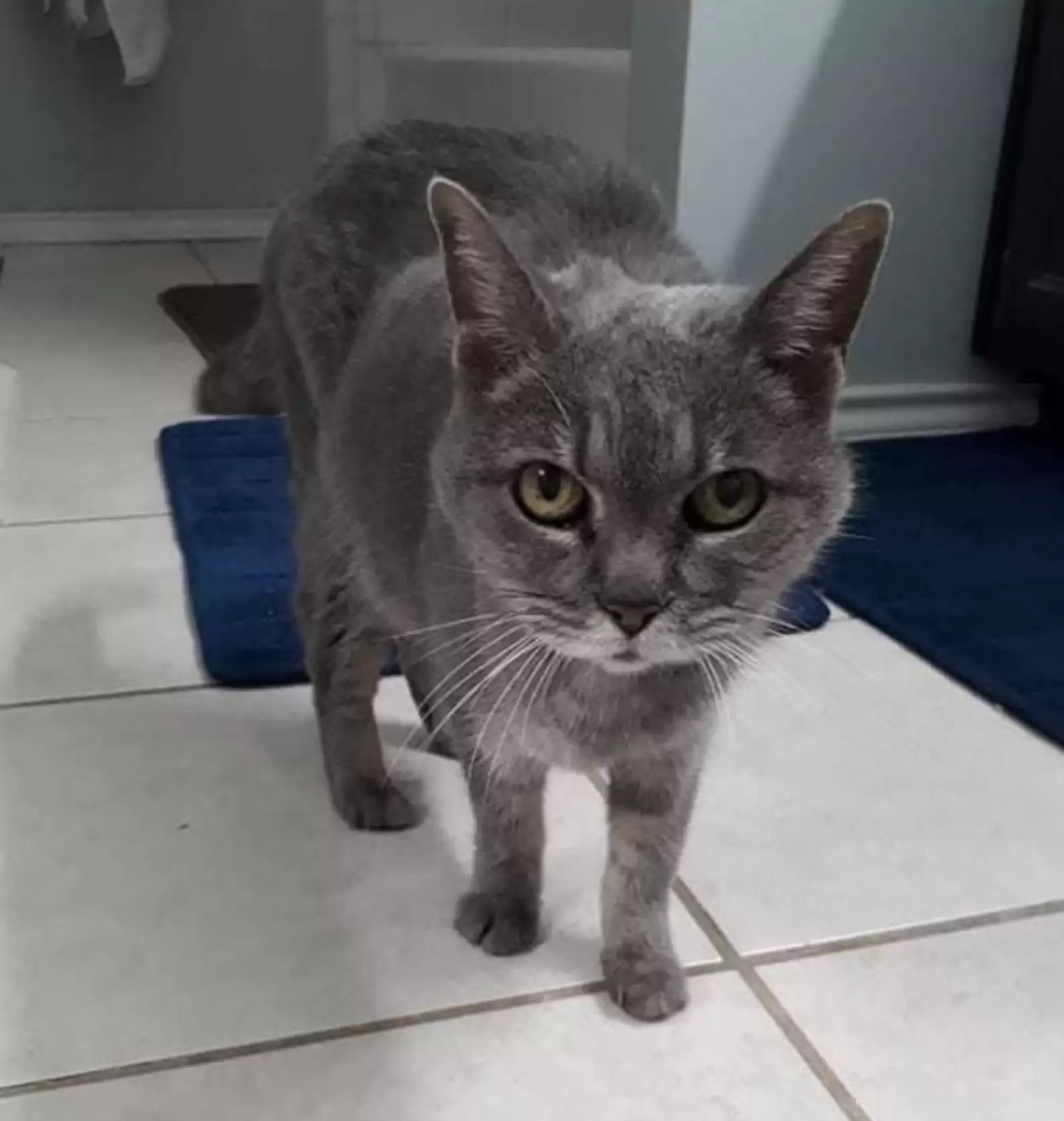 Felina fica eufórica ao colocar coleira novamente e comove equipe de resgate