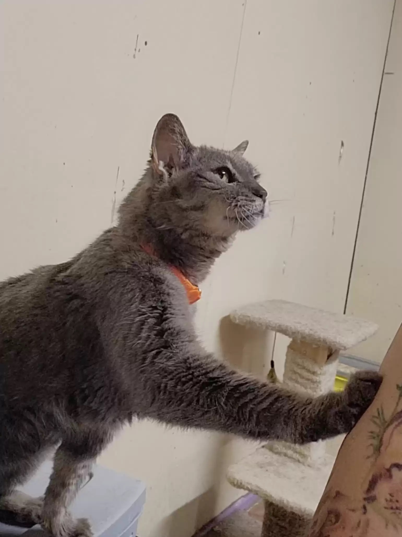 Gata resgatado reage ao colocar coleira novamente; saiba como