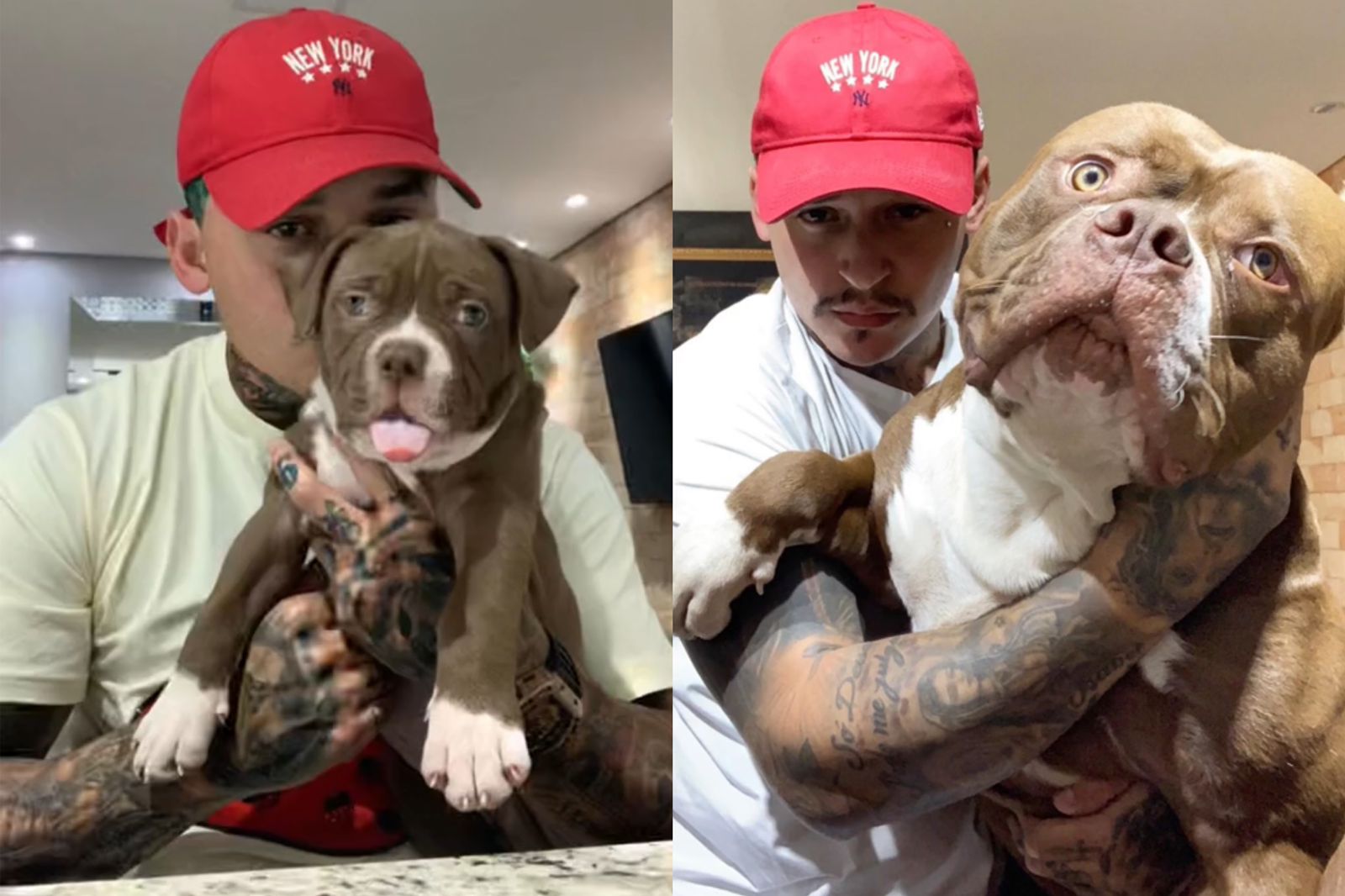 Homem compra american bully e animal cresce mais do que o esperado