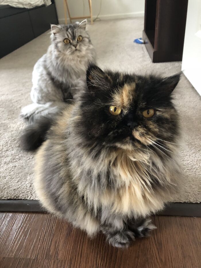 Escritora se torna babá de gatos para realizar sonho de conhecer países 