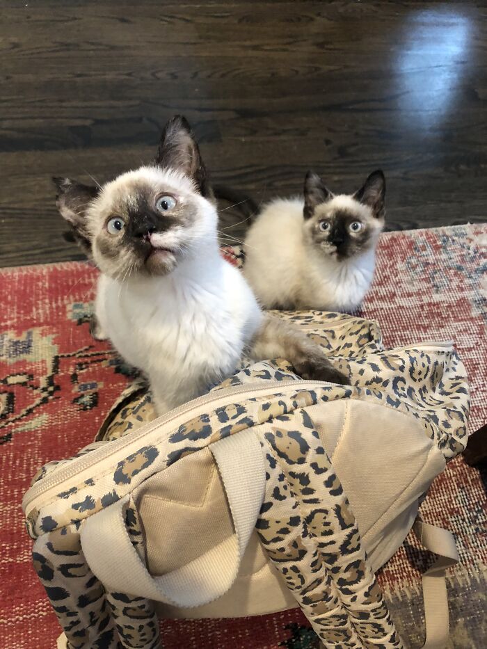 Mulher se torna babá de gatos para viajar pelo mundo e economiza bolada com serviço