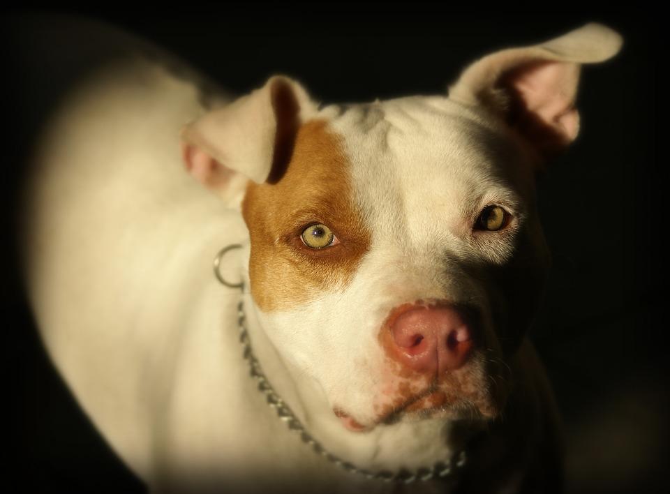 American Pit Bull Terrier
