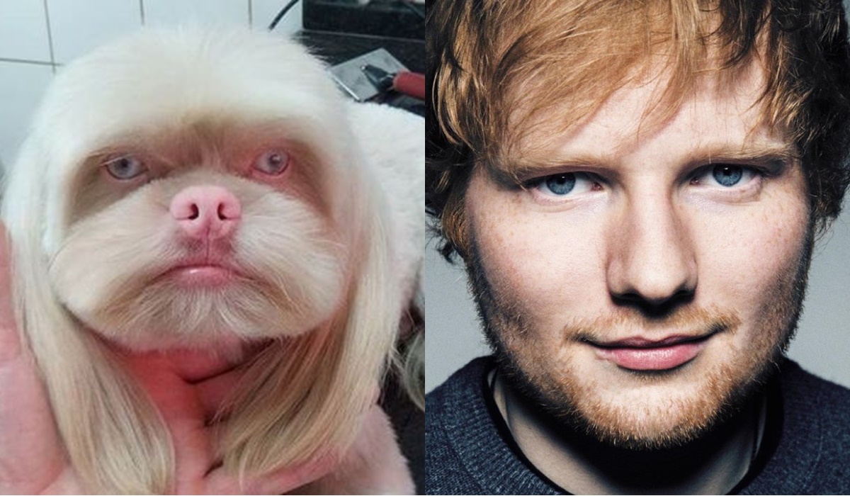 Semelhança entre cachorro e cantor Ed Sheeran intriga internautas