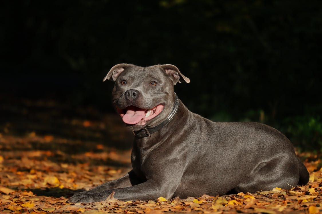 Staffordshire bull terrier