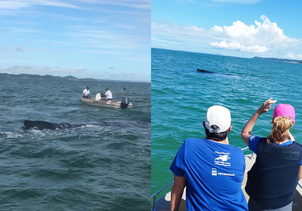 Mais uma! Baleia encalha em São Francisco do Conde e CPBA alerta sobre aproximação