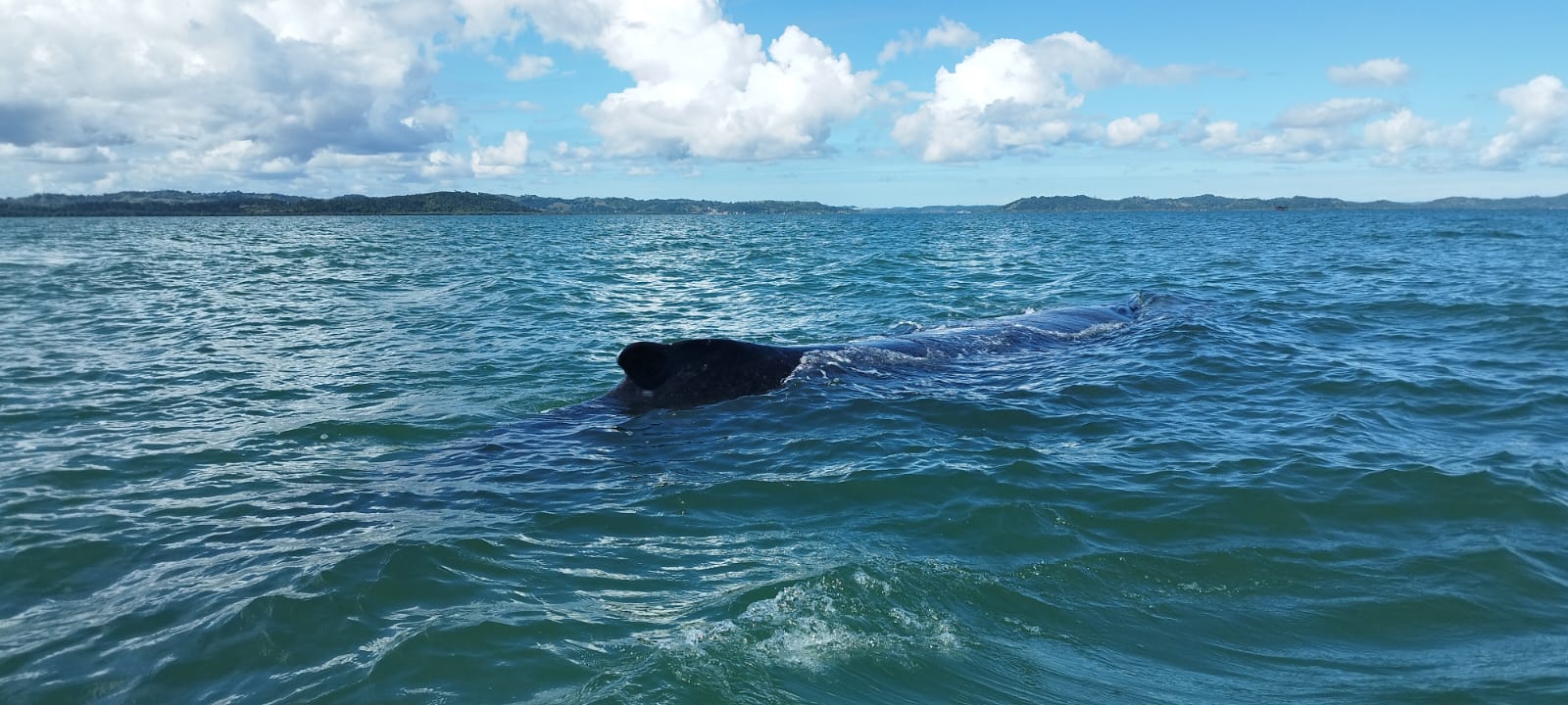 Mais uma! Baleia encalha em São Francisco do Conde e CPBA alerta sobre aproximação; veja imagens