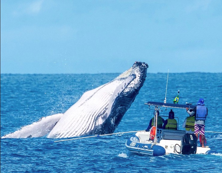 Reprodução/ projeto baleia jubarte